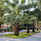5 COMMON WINDMILL PALM Trachycarpus Fortunei Hardy Chusan Palm Tree Sun Shade Houseplant Seeds