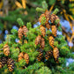 Grow Your Own CHRISTMAS TREE - Douglas Fir ( Pseudotsuga Menziesii ) Gift Packet of Tree Seeds