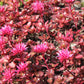 50 Red DRAGONS BLOOD SEDUM Stonecrop Sedum Spurium Flower Seeds