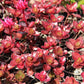 50 Red DRAGONS BLOOD SEDUM Stonecrop Sedum Spurium Flower Seeds