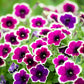 50 PICOTEE MIX PETUNIA Multiflora Mixed Colors Bicolor White Blue Purple Pink Red Flower Seeds