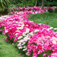 500 DOUBLE DEUCES GODETIA Grandiflora Clarkia Amoena Mixed Colors & Bicolor Flower Seeds