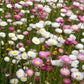 100 MIXED DOUBLE ACROCLINIUM Paper Daisy Helipterum Roseum Rhodanthe Flower Seeds