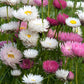 100 MIXED DOUBLE ACROCLINIUM Paper Daisy Helipterum Roseum Rhodanthe Flower Seeds