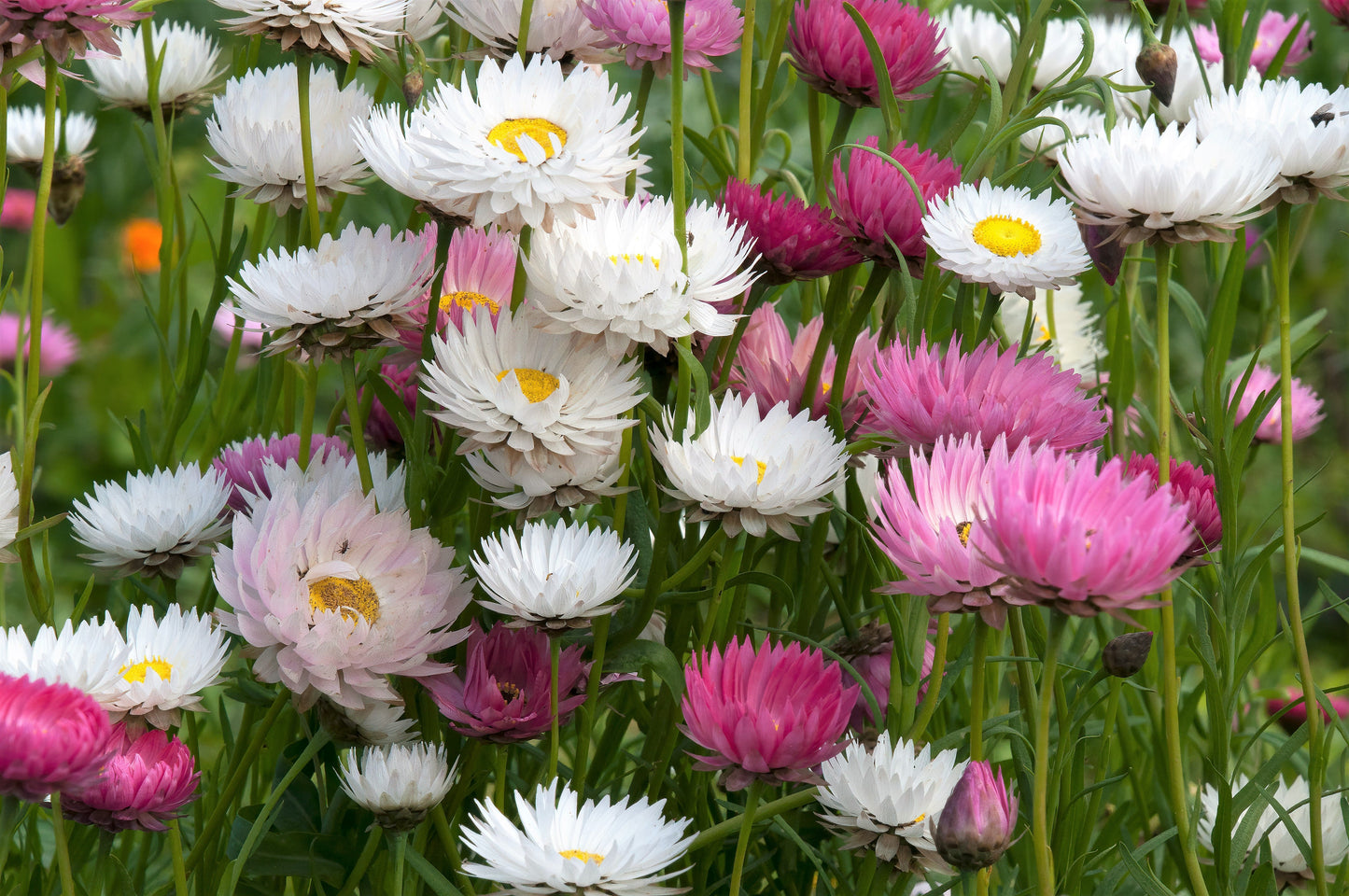 100 MIXED DOUBLE ACROCLINIUM Paper Daisy Helipterum Roseum Rhodanthe Flower Seeds