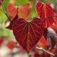 20 Eastern REDBUD TREE Cercis Canadensis Pink Flowering Native Tree Seeds