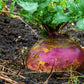 1500 American PURPLE TOP RUTABAGA Brassica Napus Root Vegetable & Greens Seeds