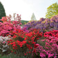 25 MIXED COLORS AZALEA Rhododendron spp. Red, Pink, Purple, White Flower Shade Bush Shrub Seeds