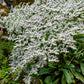 30 GERMAN STATICE White Sea Lavender Goniolimon Tataricum Limonium Flower Seeds
