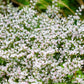 30 GERMAN STATICE White Sea Lavender Goniolimon Tataricum Limonium Flower Seeds