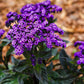50 Blue MARINE HELIOTROPE Heliotropium Arborescens Flower Seeds