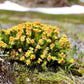 25 ROSEROOT STONECROP Golden Rose Root Sedum Rhodiola Rosea Yellow Succulent Flower Seeds