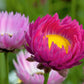 100 MIXED DOUBLE ACROCLINIUM Paper Daisy Helipterum Roseum Rhodanthe Flower Seeds