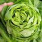 3000 BUTTERCRUNCH LEAF LETTUCE Lactuca Sativa Vegetable Seeds