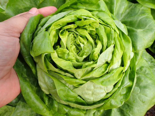 3000 BUTTERCRUNCH LEAF LETTUCE Lactuca Sativa Vegetable Seeds