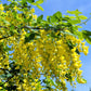 25 SIBERIAN PEASHRUB Caragana Arborescens Peatree Yellow Flower Legume Vegetable Seeds
