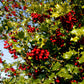 40 ENGLISH HOLLY Ilex Aquifolium aka European Common or Christmas Holly Evergreen Tree Shrub Berry Seeds