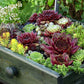 25 MIXED HENS & CHICKS Chickens Succulent (Live Forever) Sempervivum Flower Seeds