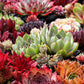 25 MIXED HENS & CHICKS Chickens Succulent (Live Forever) Sempervivum Flower Seeds