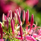 200 ROSE QUEEN CLEOME Hassleriana Spinosa Pink Spider Flower Seeds