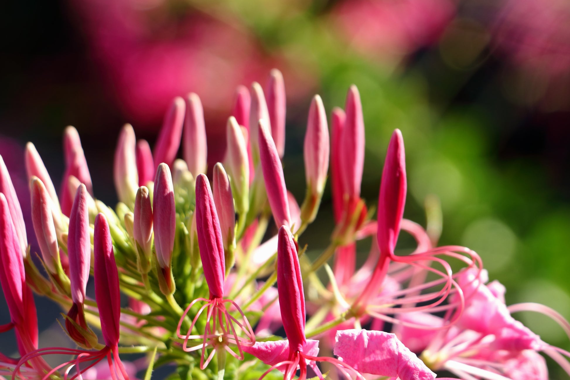 cleome rose queen seeds Cleome hassleriana, 'Pink Queen'