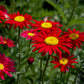100 RED ROBINSONS DAISY Painted Chrysanthemum Coccineum Pyrethrum Flower Seeds