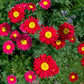 100 Mixed Colors ROBINSONS PAINTED DAISY Chrysanthemum Pink Red Rose & Yellow Pyrethrum Flower Seeds