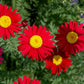 100 Mixed Colors ROBINSONS PAINTED DAISY Chrysanthemum Pink Red Rose & Yellow Pyrethrum Flower Seeds