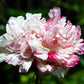 250 Organic PEONY POPPY MIX Papaver Paeoniflorum Mixed Colors Red, White, Pink, Black, Purple, Salmon, Bronze, Lilac, & Bicolor Flower Seeds