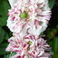 100 Flemish Antique PEONY POPPY MIXED Colors  Papaver Peoniflorum Flower Seeds