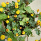 100 TOOTHACHE / EYEBALL PLANT Spilanthes Oleracea Red & Yellow Flower Herb Seeds