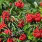 100 RED ELDERBERRY Sambucus Racemosa Scarlet Mountain Elder Bunchberry Tree Shrub Fruit Berry Seeds