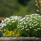 100 White DWARF CREEPING DAISY Chrysanthemum Paludosum Leucanthemum Flower Seeds
