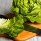 3000 WHITE BOSTON LETTUCE 12" Green Butterhead Lactuca Sativa Vegetable Seeds