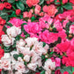 25 MIXED COLORS AZALEA Rhododendron spp. Red, Pink, Purple, White Flower Shade Bush Shrub Seeds