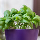 200 MOZZARELLA BASIL Sweet Italian Heirloom Ocimum Basilicum Herb Flower Seeds