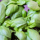 1000 Italian LARGE LEAF BASIL Ocimum Basilicum Herb Flower Seeds