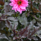 20 Dwarf Mixed Colors REDSKIN DAHLIA Variabilis Red Skin Mix Bicolor Flower Seeds