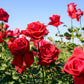 5 RED ROSE Rosa Bush Shrub Perennial Flower Seeds
