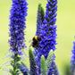 50 Mixed Colors VERONICA SIGHTSEEING MIXTURE (Spike Speedwell) Veronica Spicata Flower Seeds