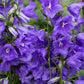 500 TELHAM BEAUTY BELLFLOWER Blue Peach Leaved Campanula Persicifolia Flower Seeds