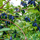 30 HONEYBERRY Blue Honeysuckle Lonicera Caerulea Edible Fruit Shrub Seeds