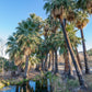 30 CALIFORNIA FAN PALM Tree Petticoat Arizona Desert Washingtonia Filifera Seeds