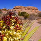 5 JOSHUA TREE Palm Tree Yucca Brevifolia White Flowers Cactus Succulent Seeds