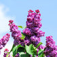 25 FRENCH / Old FASHIONED LILAC Syringa Vulgaris Flower Shrub Bush Seeds