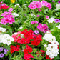100 Mixed Colors DRUMMOND PHLOX MIX Pink, Red, White, Purple Phlox Drummondii Flower Seeds