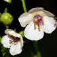 50 WEDDING CANDLES VERBASCUM Chaixii Album Mullein White Purple Flower Seeds