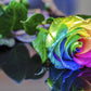 Make Your Own - 5 RAINBOW ROSE BUSH Seeds Shrub Rosa Flower