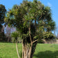 50 CABBAGE PALM / GIANT DRACAENA Australis Cordyline Tree Houseplant Seeds