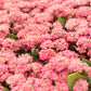 500 Sweet ALYSSUM PASTEL CARPET Mix Lobularia Maritima Flower Seeds